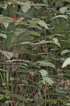 Southern spicebush <BR>Pondberry